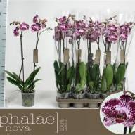 Phal A2 2-tak Duijn-Hove Parfum Multi Mix 12/40 - unnamed (5)