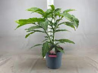 Brugmansia Mix 9/609