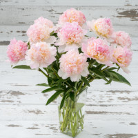 Paeonia Soft Salmon Saucer X10