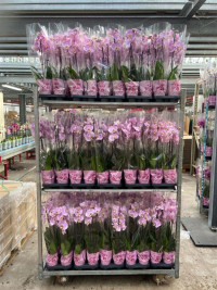Phal 2-tak Levo Roze Mix12/55