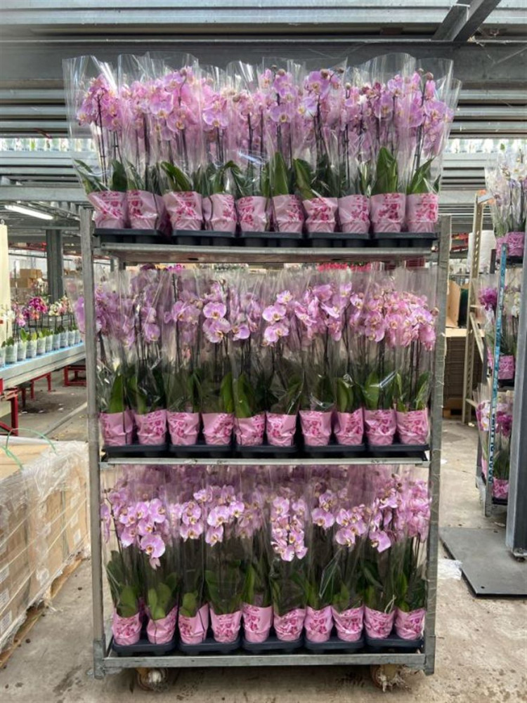 Phal 2-tak Levo Roze Mix12/55