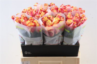 Rose Pebbles 50 sm