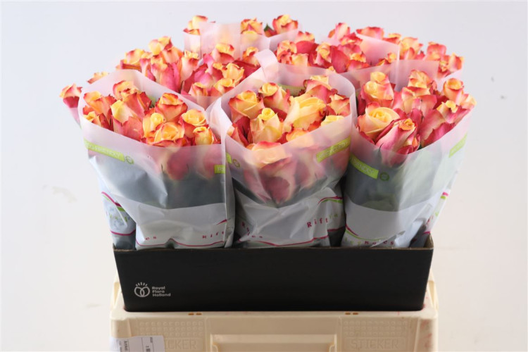 Rose Pebbles 50 sm