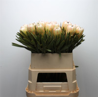 Protea White Night X5