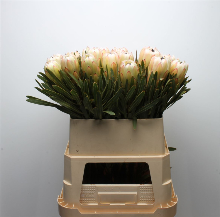 Protea White Night X5