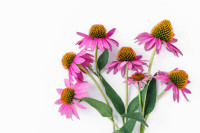 Echinacea purpurea