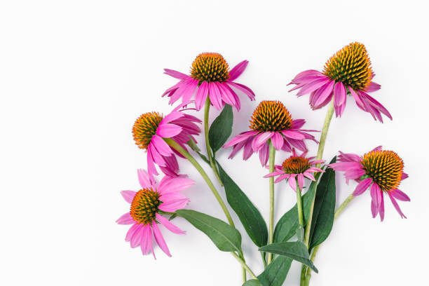 Echinacea purpurea