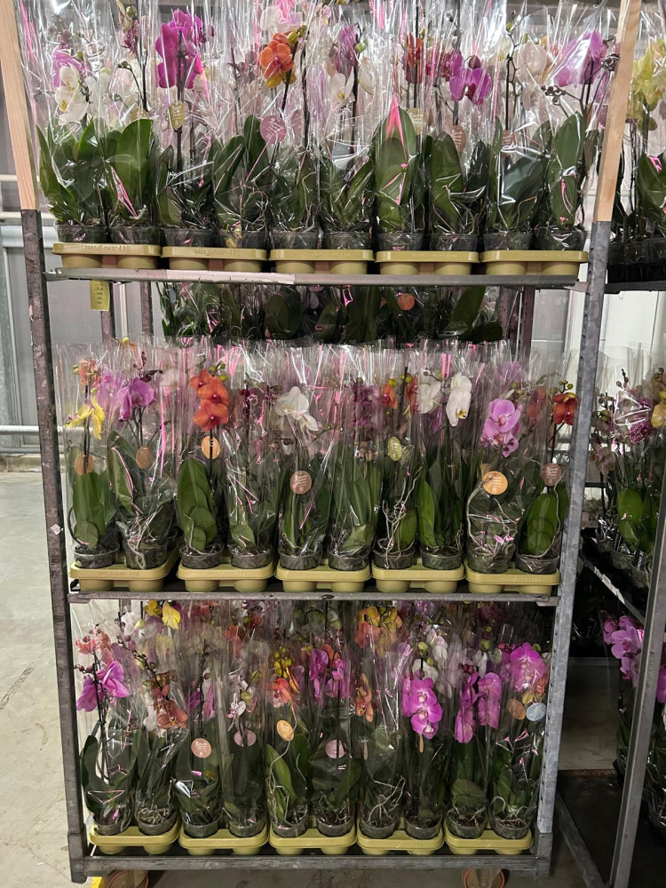 Phal 1-tak A2 Authentic Mix 12/60