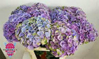 Hydr S Magic Amethyst X5 -60cm