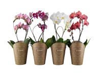 Phal Bamboe Mix 17/60