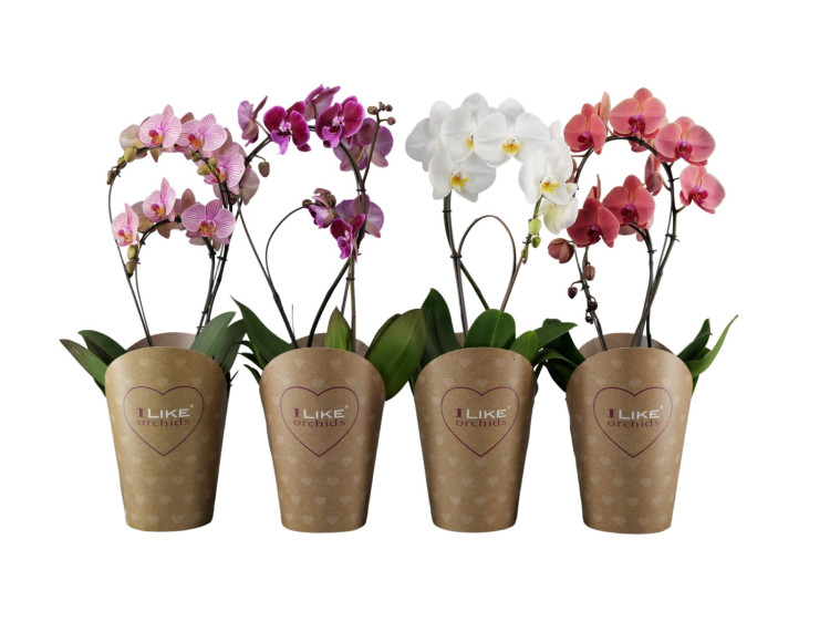 Phal Bamboe Mix 17/60