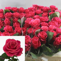 Rose Tacazzi 50 sm