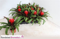 Guzmania Priscilla  9/20