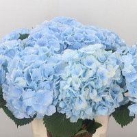 Hydr S Verena Blue 60 cm X5