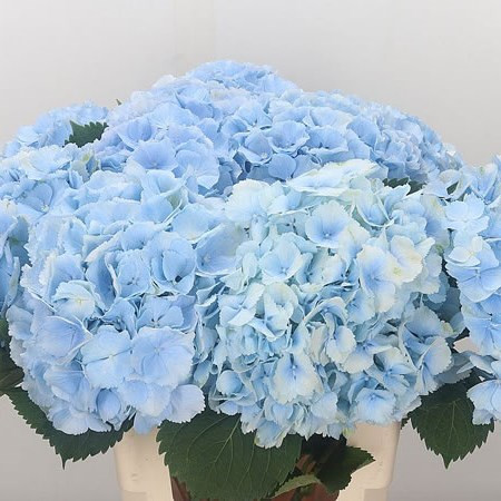 Hydr S Verena Blue 60 cm X5