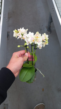 Phal 1-tak A2 Picasso 12/65