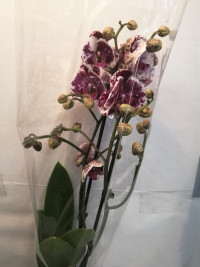 Phal Mutation Mix 12/65 (2)