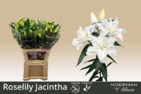 Lilium S  La Asti X10 Holland