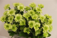 Chr T Green Lizard