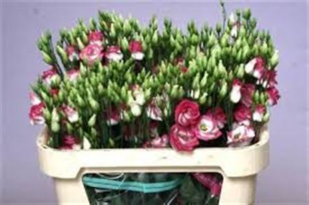 Eust G Rosita Hot Lips Van Der Lught