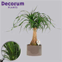Beaucarnea Recht 19 Cm In Grey (decorum)