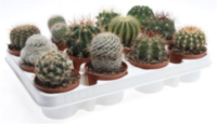 Cactus Bol Mix (144)