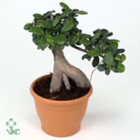 Ficus Mi Ginseng