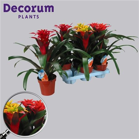 Guzmania Squarosa Mix (decorum)