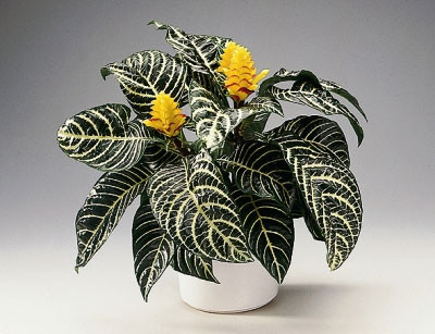 Aphelandra Dania 13/30