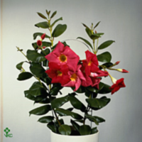 Mandevilla Op Rek