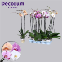 Phal 2-tak Orchios Long Extra