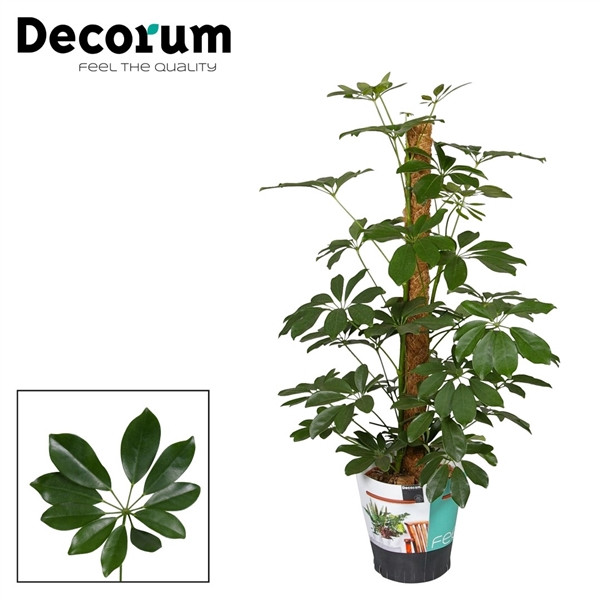 Schefflera Ar Compacta Stam 17/75