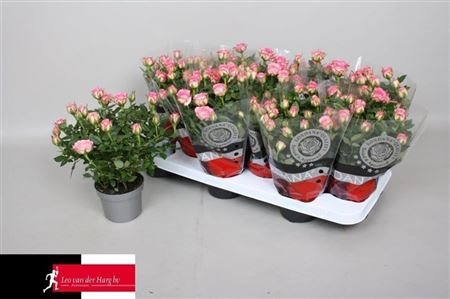 Rosa Kordana Carousel (grower)