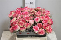 Rose Eyeopener 50 sm