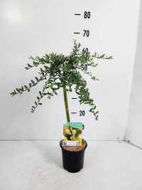 Salix Rep Iona 15/50