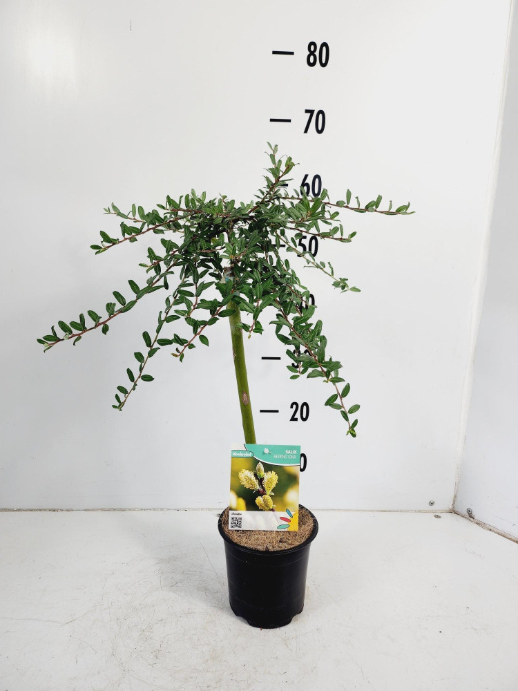 Salix Rep Iona 15/50