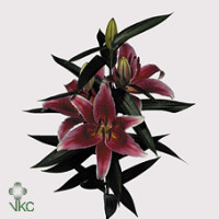 Protea Cy Clare