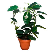 Stephanotis 10+ 12/45