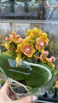 Phal Little Honey Budget 9/35