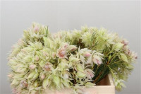 Brunia Kaaps Serruria Blushing Brige X10