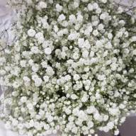 Gypsophila Ecuador 70 cm - зображення_viber_2024-12-09_18-32-49-052