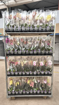 Phal 1-tak Parfum VG 12/40