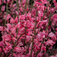 Ginestra 400gr Red