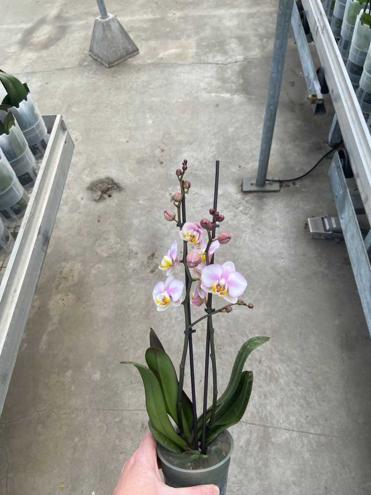 Phal 2-tak Multi Special 12/45
