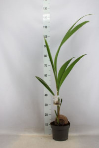 Cocos Nucifera 19/90