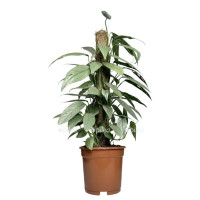Epipremium Golden Pothos 12/15