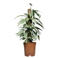 Epipremium Golden Pothos 12/15 - Epipremnum Pinnatum 14
