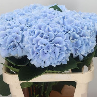 Hydr Z Mariama Blue X5 Holland 40 cm