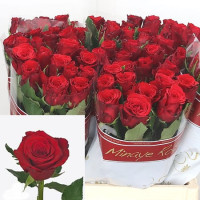 Rose Red Torch 60 sm