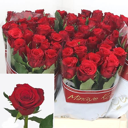 Rose Red Torch 60 sm